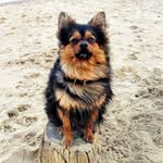 Tucker & Friends - @tucker_and_friends_ - Instagram