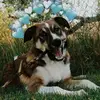 Tucker And Friends - @tucker_and_friends88 - TikTok