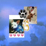 tucker and gizmo=best friends - @tucker.gizmo.and.friends - Instagram