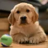 Tucker - @my.best.friend.tucker - TikTok