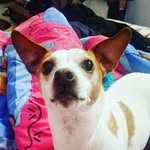 Tucker the JRT - @yourfriendtucker - Instagram