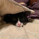 Tucker the Tuxie and Friends - @tuckerthetuxieandfriends - Instagram