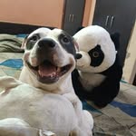 Tucker - @tucker_the_friendly_dogge - Instagram