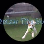 Tucker🏮 - @tuckerandfriends - Instagram