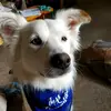 tucker+friends - @tuckthefluff - TikTok