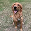 Tucker Lee - @tucker_lee_the_golden - TikTok
