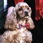 Tucker Lee 💙 - @hipster_spaniel - Instagram