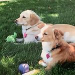 Bellaboo_Tucker_McCarthy - @8_paws_of_chi_luv - Instagram