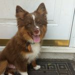 Tucker McCarthy - @tuckerthe_pup - Instagram
