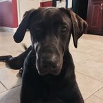Tucker Mitchell - @sweettuckerthelab - Instagram