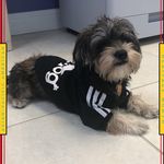 Tucker Mitchell - @shorkie_from_the_block - Instagram