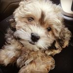 Tucker Phillips - @tucker.the.shihpoo - Instagram