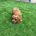 Tucker Carlson Russo - @puppytucker2022 - Instagram