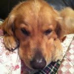 Tucker Russo - @ruff.ruff.tucker - Instagram