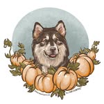 Lillian McKee | Tundra of the PNW | Sterling & Walker Always - @thatpnwflufflife - Instagram
