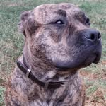 Turner Robinson - @turner_from_nwtnt_bullies - Instagram