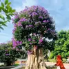 Tuy Phan - @tuy.phan68 - TikTok
