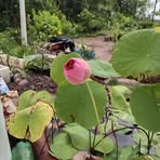 Tuyết Phơ - Facebook
