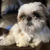 tychan - @tychan.shihtzu - TikTok