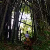 Ty.Cooley - @jungleanthology - TikTok