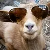 ty Davidson - @kraze_goats69 - TikTok