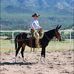 TS MULES - Ty &amp; Skye Evans Mulemanship Clinics - Facebook