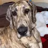Ty Hudson - @bleu_the_greatdane - TikTok