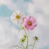 Ty Pham - @ty.pham24 - TikTok