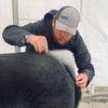 Tyler Rice - @riceshowsteers - TikTok