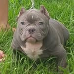 Ty Vang - @tyvang_epidemicbullies - Instagram