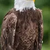 Ty Vang - @ty.vang8 - TikTok
