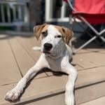 Ty Warren - @dixie.themutt - Instagram