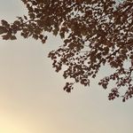 Tya Williams - @moonflowerslife - Instagram
