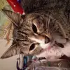 tg - @tyishagreene68 - TikTok