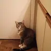 tyishagreene175 - @tyishagreene175 - TikTok