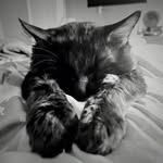 Tyler Ann Scott - @typhon.tyumi33 - Instagram