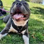 Tyler Antonio Banderas 🐺 - @tyler_antonio_ - Instagram