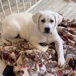 Tyler Barger - @tbbarger11450 - Instagram