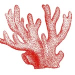 Tyler Barrow - @coralcuts - Instagram