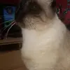Fortnite - @tylerblau123 - TikTok