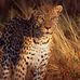 Tyler Blume - Facebook