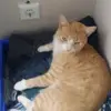 katzen tv - @tylerbohlen371 - TikTok