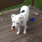 Tyler Bowers - @tbowers81 - Instagram