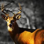 tyler branham - @branham749 - Instagram