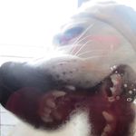 Tyler James Bunker - @akbashmygosh - Instagram