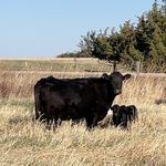 Tyler Burkey - @tbbigironlivestock - Instagram