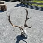 Tyler Chamberlain - Facebook