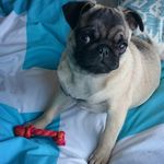 Tyler Clancy - @lilythepug007 - Instagram