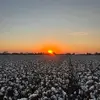 Tyler C - @tyler.cornish - TikTok
