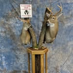 Tyler Cornish - @tylers_taxidermy - Instagram